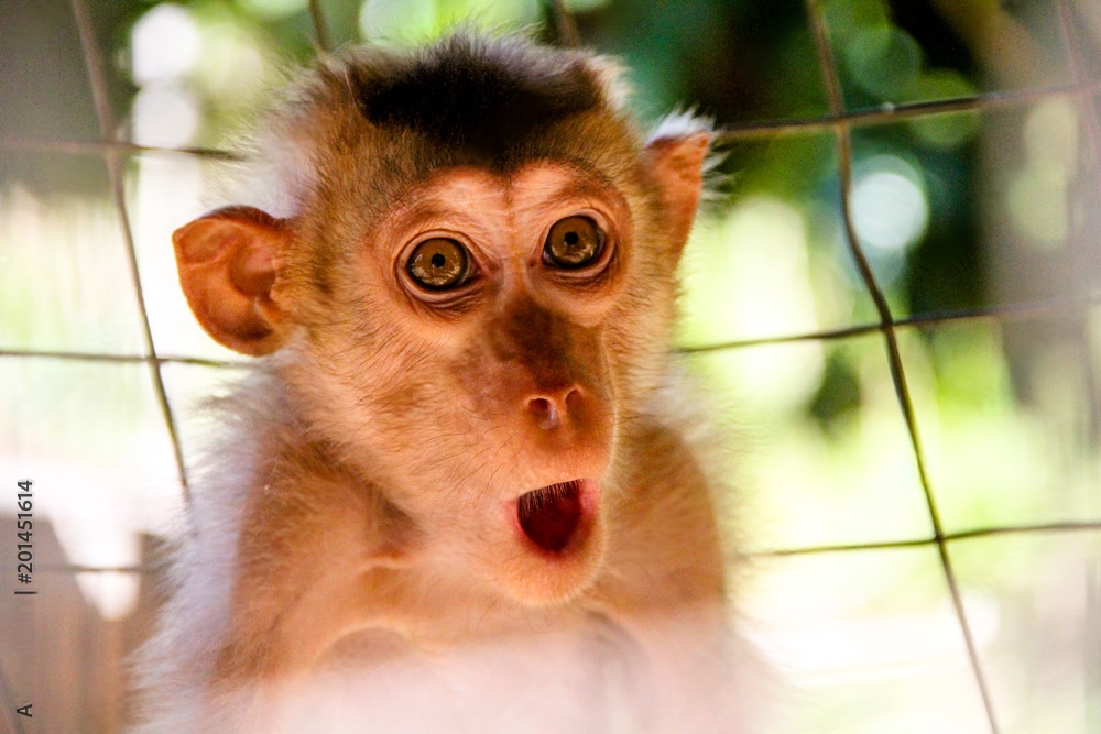 Inside the Magic of Large Language Models: How AI Autocompletes Human Thought