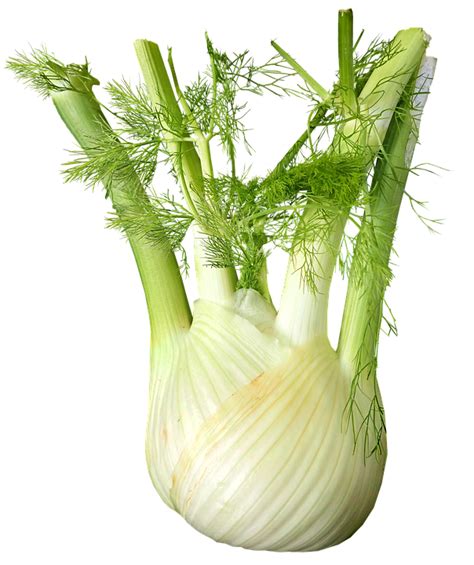 Fenouil