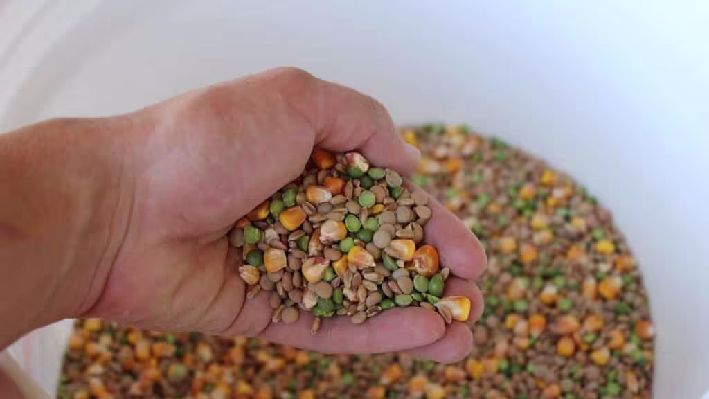Step by Step Instructions For cmixed corn feed recipe