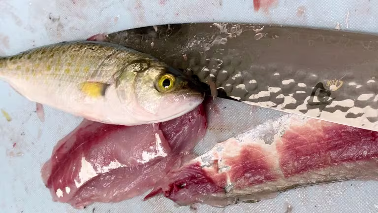 Step by Step Instructions For australian salmon recipes