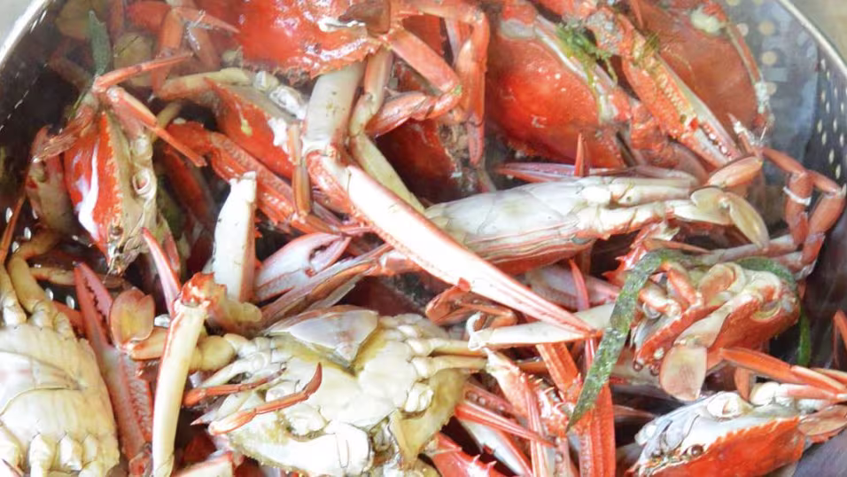 Step by Step Instructions For blue manna crab recipe