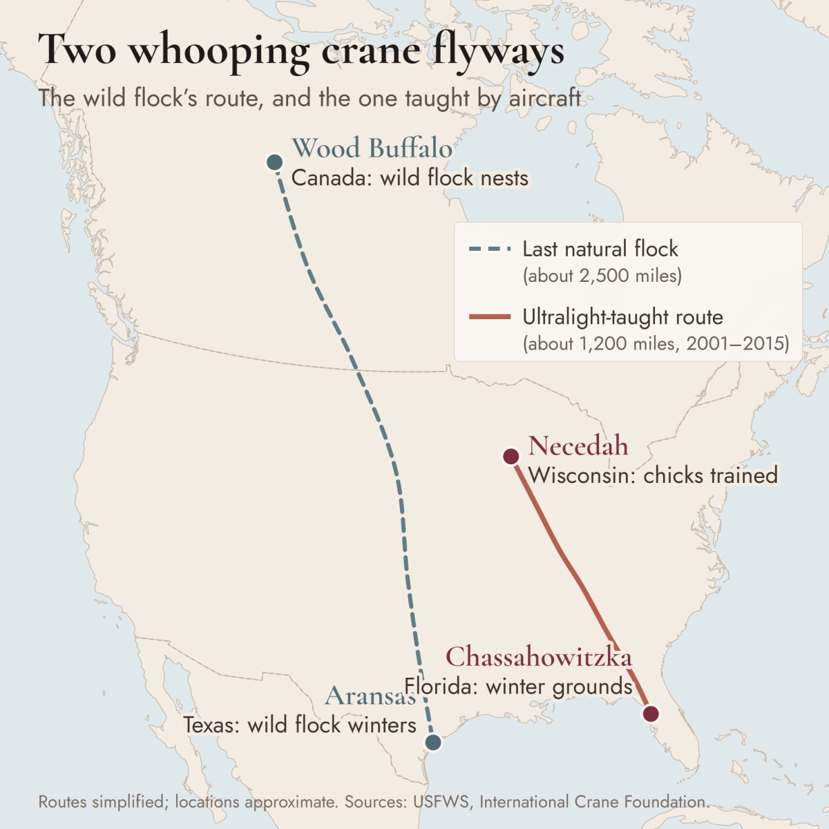 Map of North America showing two whooping crane migration routes: a dashed blue line from Wood Buffalo in northern Canada south to Aransas on the Texas coast, and a solid terracotta line from Necedah, Wisconsin, south-east to Chassahowitzka on Florida's Gulf Coast.