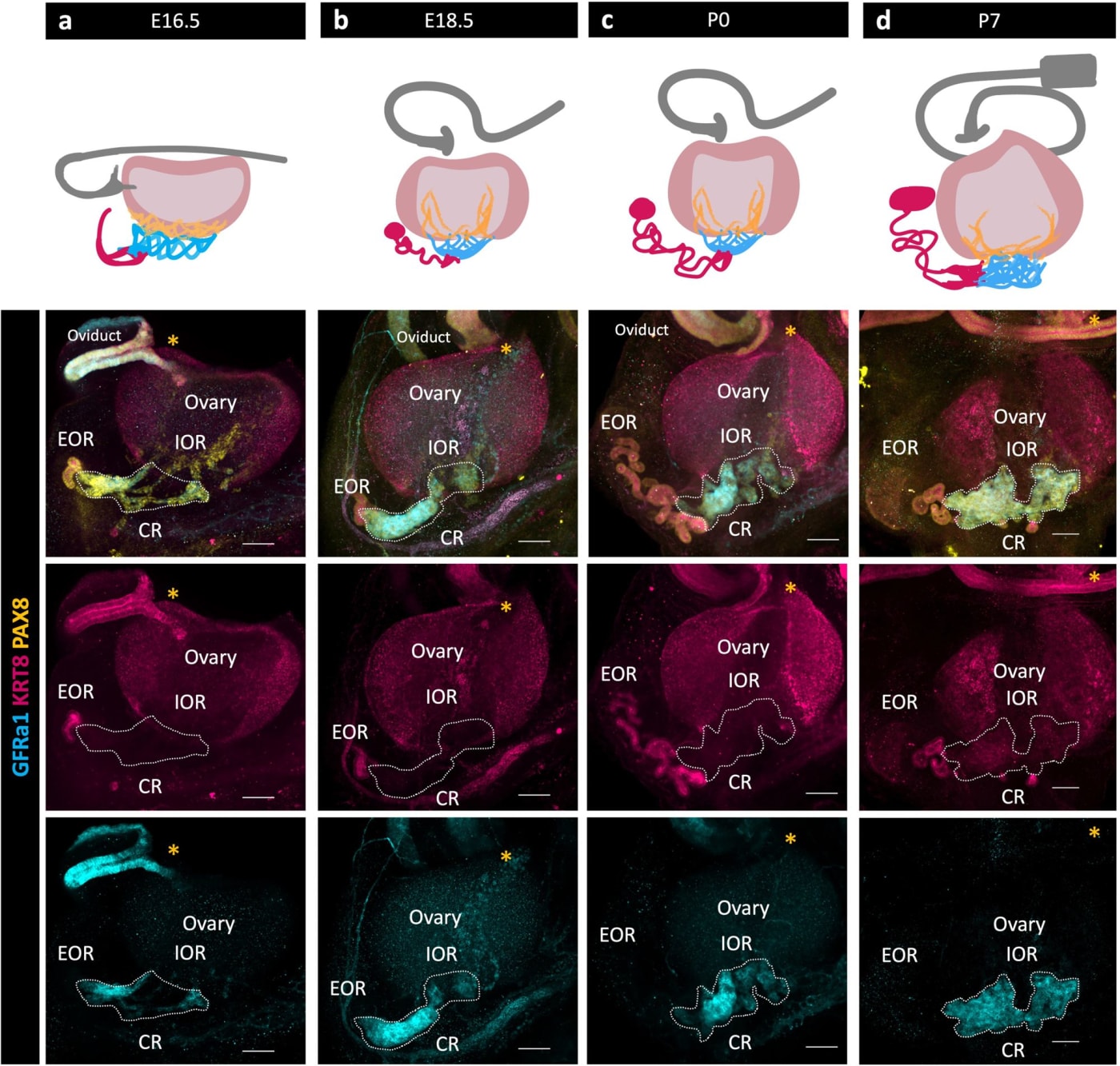 Diagrams and fluorescence microscope images of a mouse ovary at four developmental stages, with the three labelled regions of the rete ovarii, a coiled tube outside the ovary connected to a network inside it, highlighted in color.