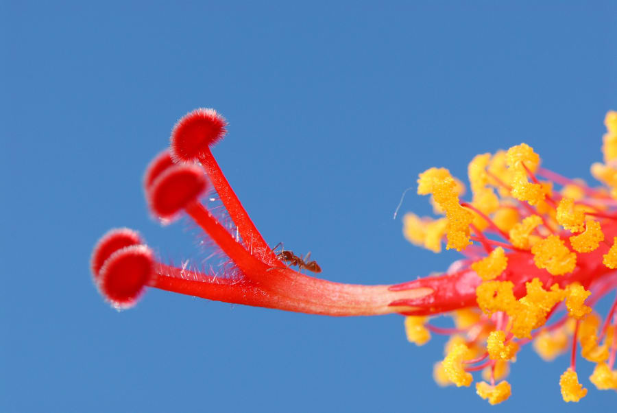A tiny dark-brown Argentine ant walking along the long red stamen of a hibiscus flower against a blue sky, dwarfed by the pollen-covered tip.