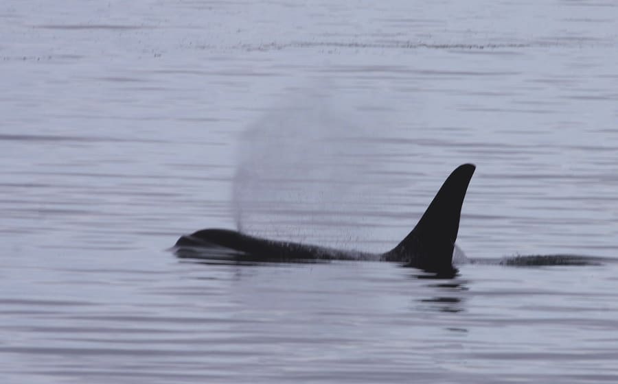 A single adult male orca surfacing in calm grey water, its tall, straight black dorsal fin rising high above its back as it exhales a misty blow.
