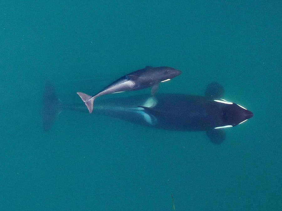 Overhead view of a large orca swimming through green-blue water with a much smaller calf close at her side.