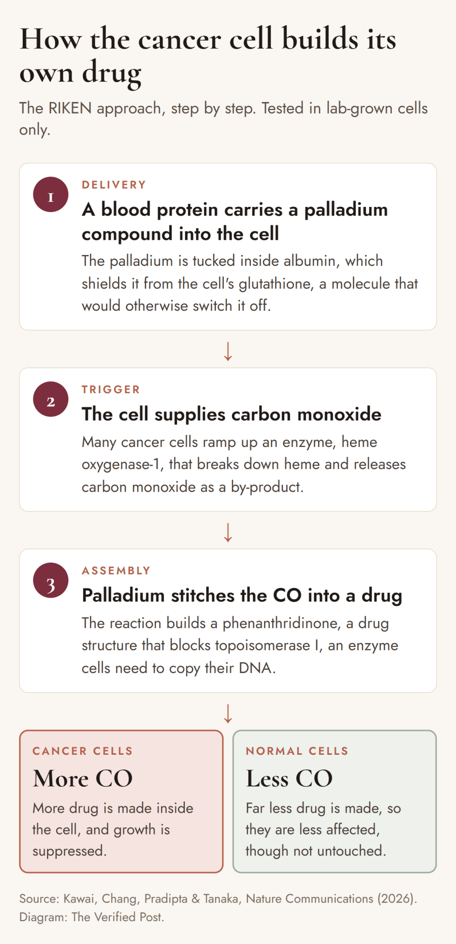 Three numbered steps. 1, Delivery: a blood protein carries a palladium compound into the cell. 2, Trigger: the cell supplies carbon monoxide made by the enzyme heme oxygenase-1. 3, Assembly: palladium stitches the carbon monoxide into a drug that blocks topoisomerase I. Below, cancer cells have more carbon monoxide and make more drug; normal cells have less and are less affected, though not untouched.