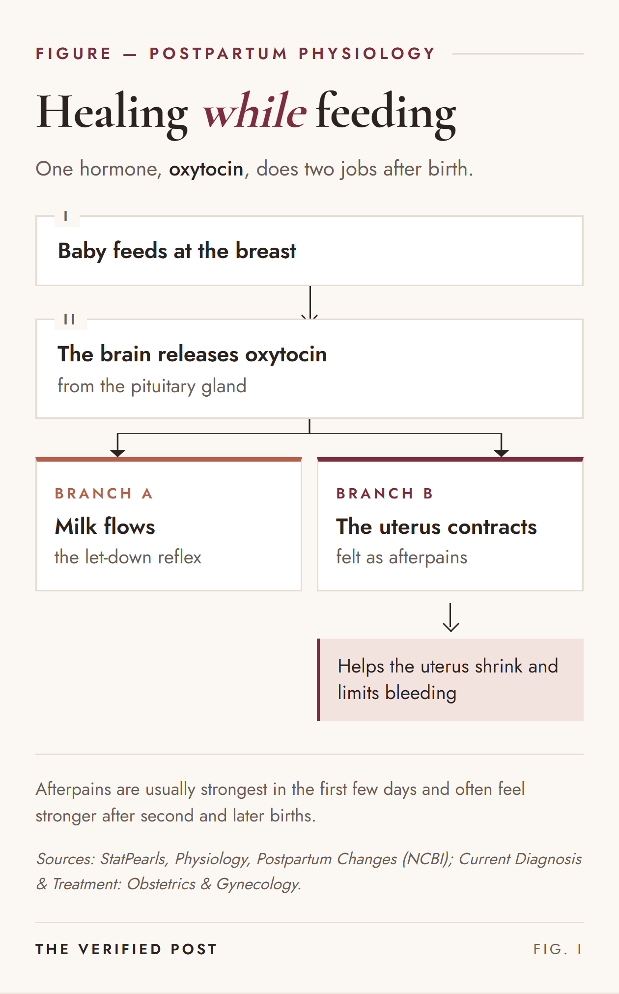 Diagram: when a baby feeds at the breast, the brain releases oxytocin from the pituitary gland. Oxytocin does two jobs: it makes milk flow through the let-down reflex, and it makes the uterus contract, felt as afterpains, which helps the uterus shrink and limits bleeding.