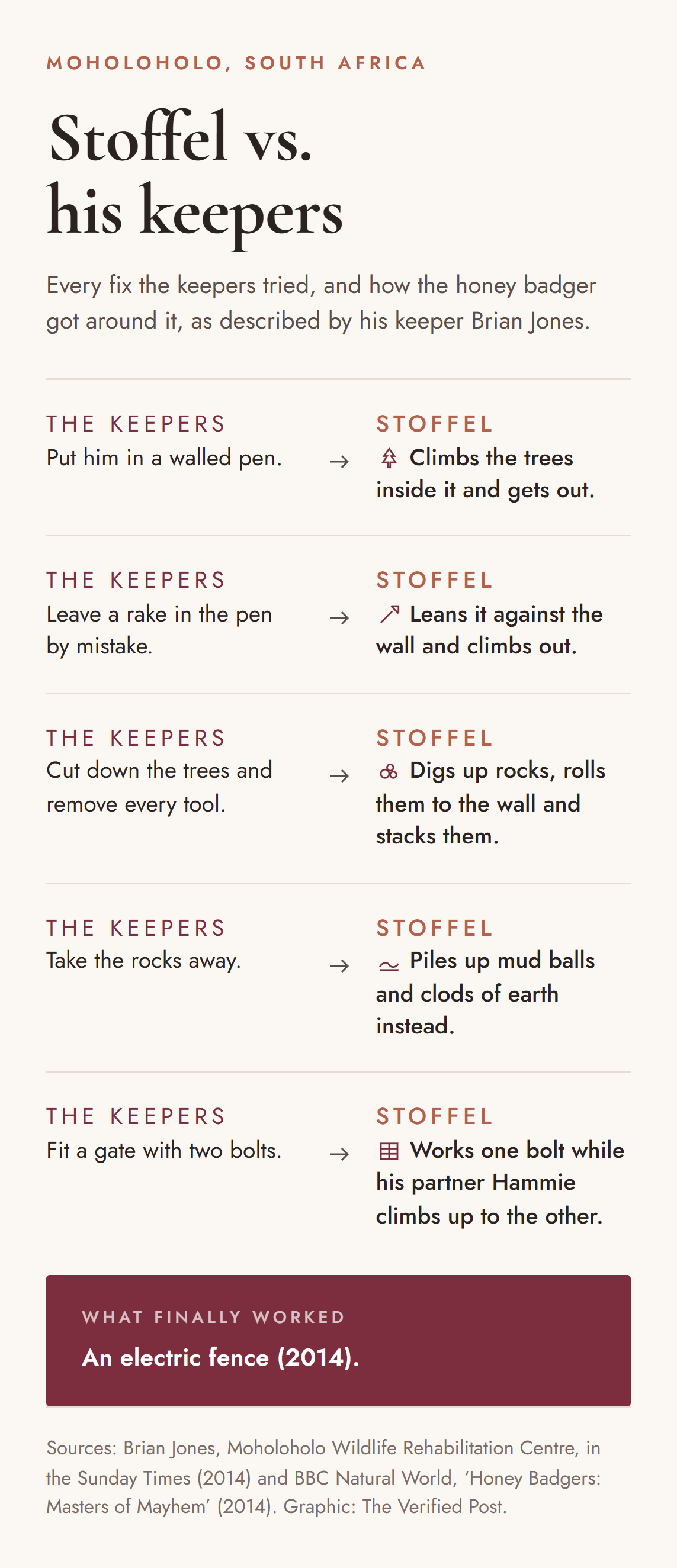 Infographic titled Stoffel vs. his keepers. The keepers put him in a walled pen and he climbed the trees inside it. They left a rake by mistake and he leaned it on the wall. They cut down the trees and removed tools, so he stacked rocks. They took the rocks, so he piled mud balls and clods of earth. They fitted a gate with two bolts, and he worked one bolt while his partner Hammie climbed to the other. What finally worked was an electric fence in 2014.