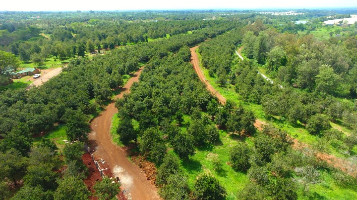 Thika Grove Chania 1/4 Acre Plots