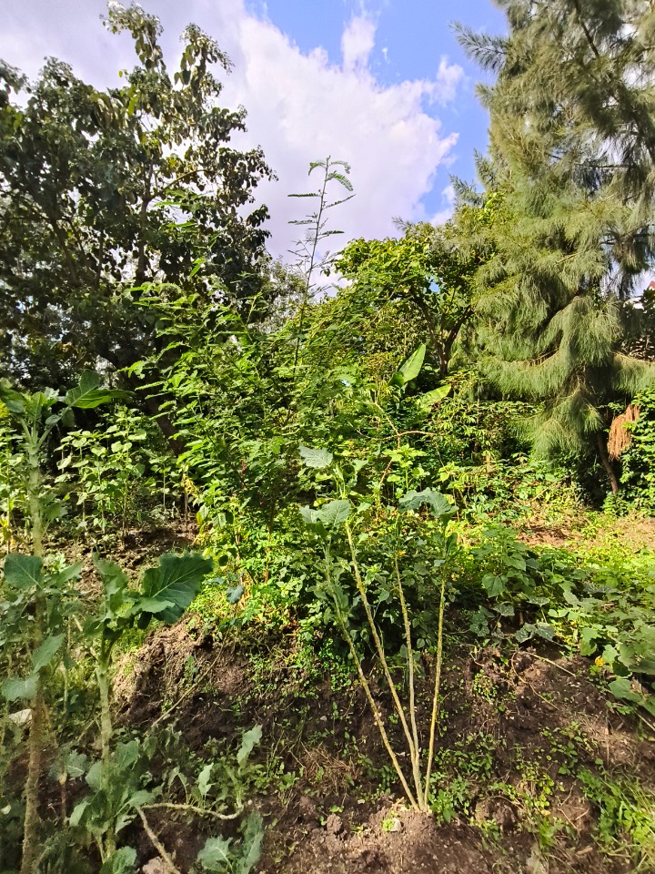 1/4 Acre Residential Plot for Sale – Kirarapon, Karen  Looking to build in a peaceful and secure location? Discover this prime 1/4-acre plot located in the serene and fast-developing neighborhood of Kirarapon, Karen
