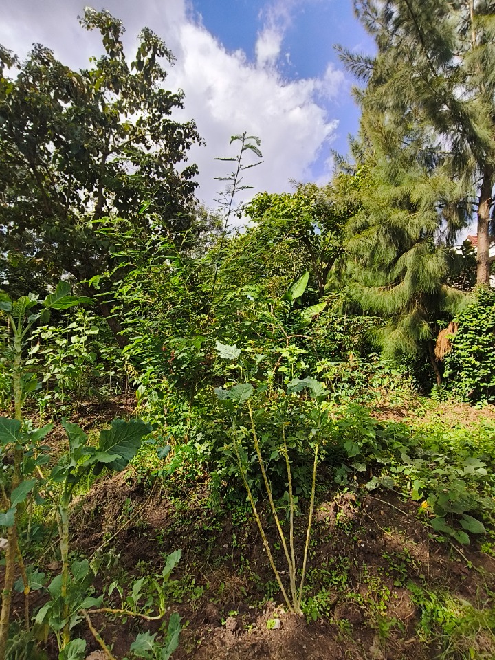 Land_plot for sale at Kirarapon 