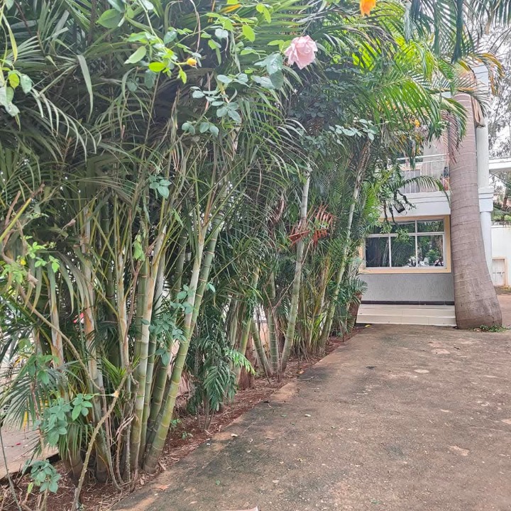 1 bedroom  apartment  for rent  karen