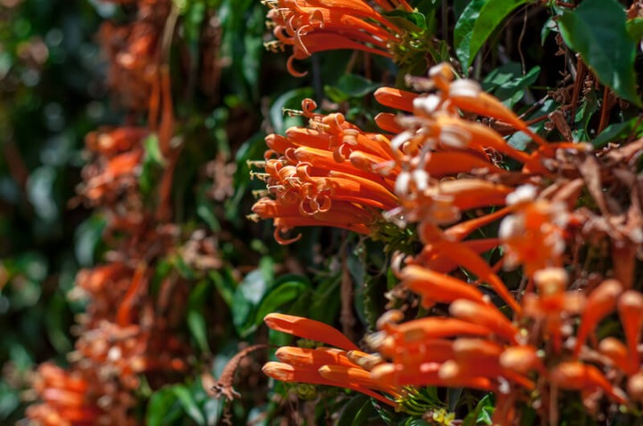 3 Bedroom Furnished Townhouse for Rent