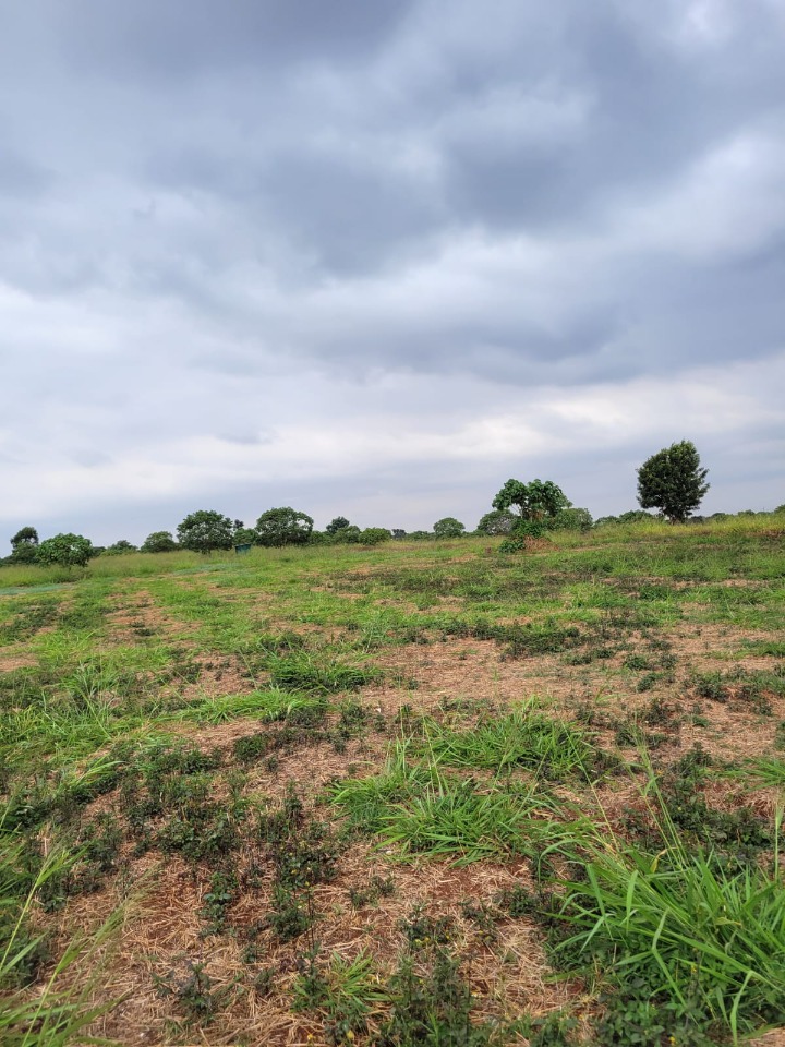 THIKA – SERVICED ⅛ ACRE PLOTS FOR SALE