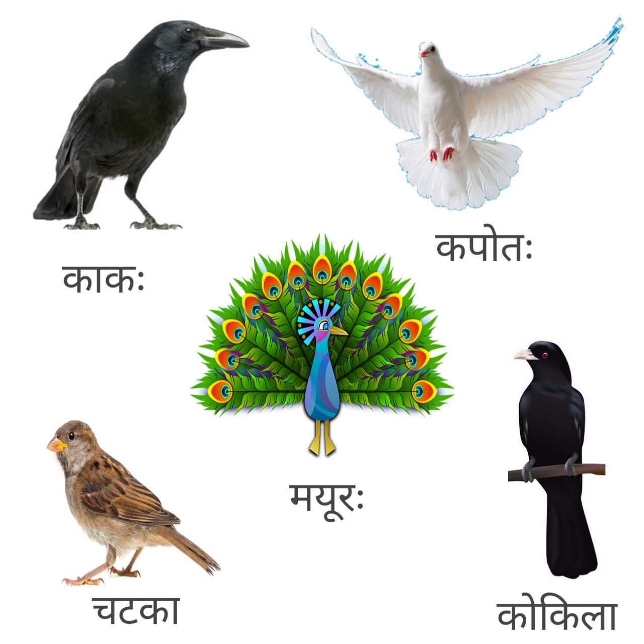 indian_birds