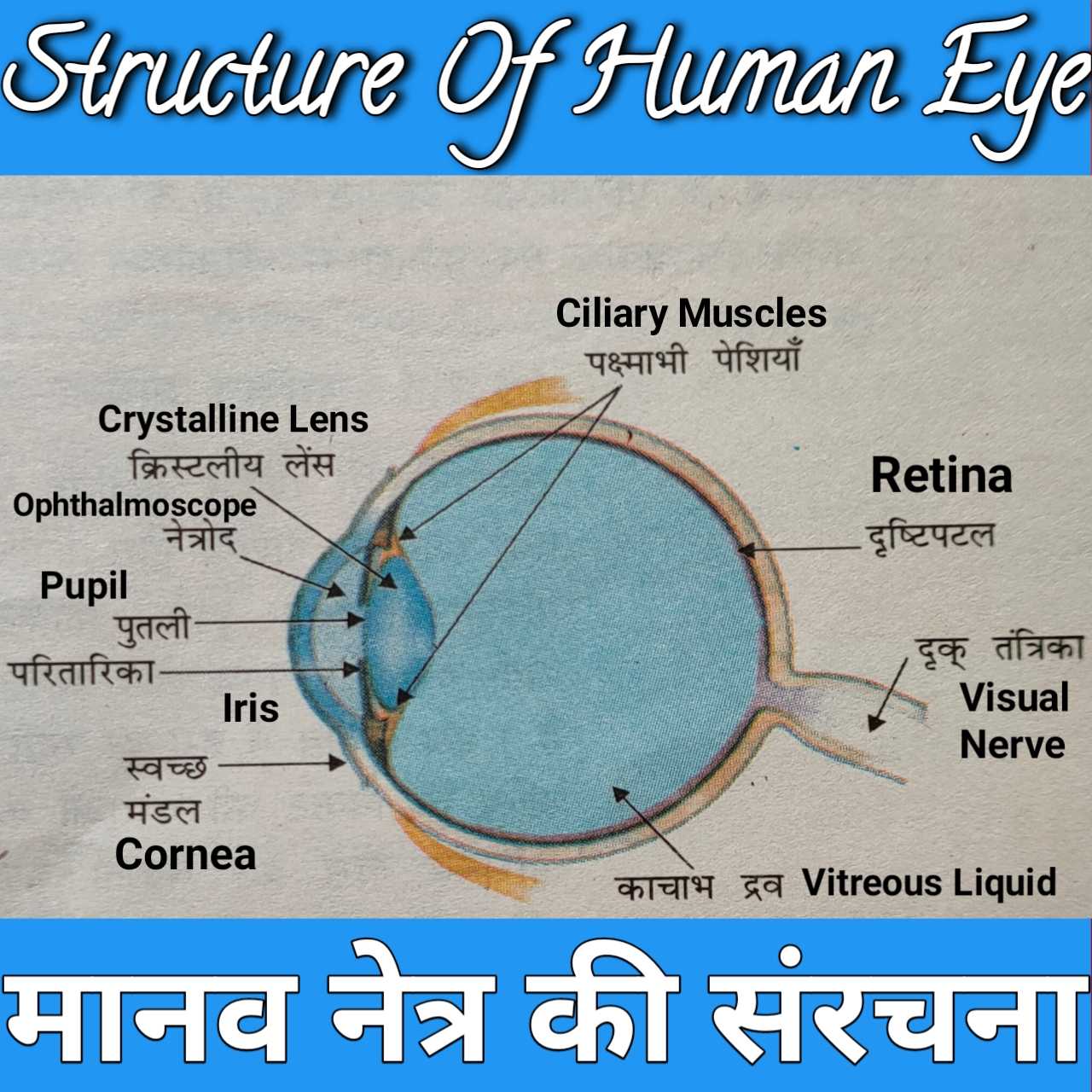 structure_of_human_eye_physics_