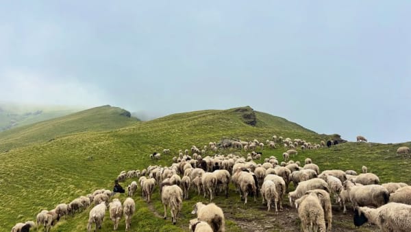 Ali Bedni Bugyal