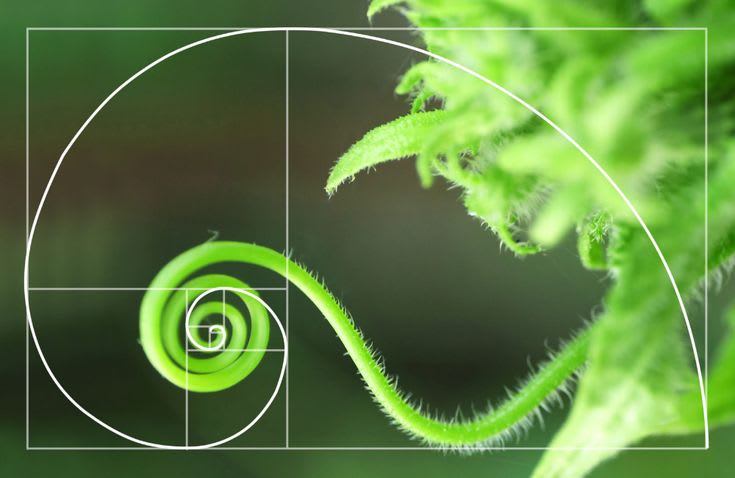 Close-up of a green plant tendril forming a spiral shape, overlaid with a white Fibonacci spiral illustration. The background is softly blurred with shades of green, highlighting the natural texture and curl of the tendril.