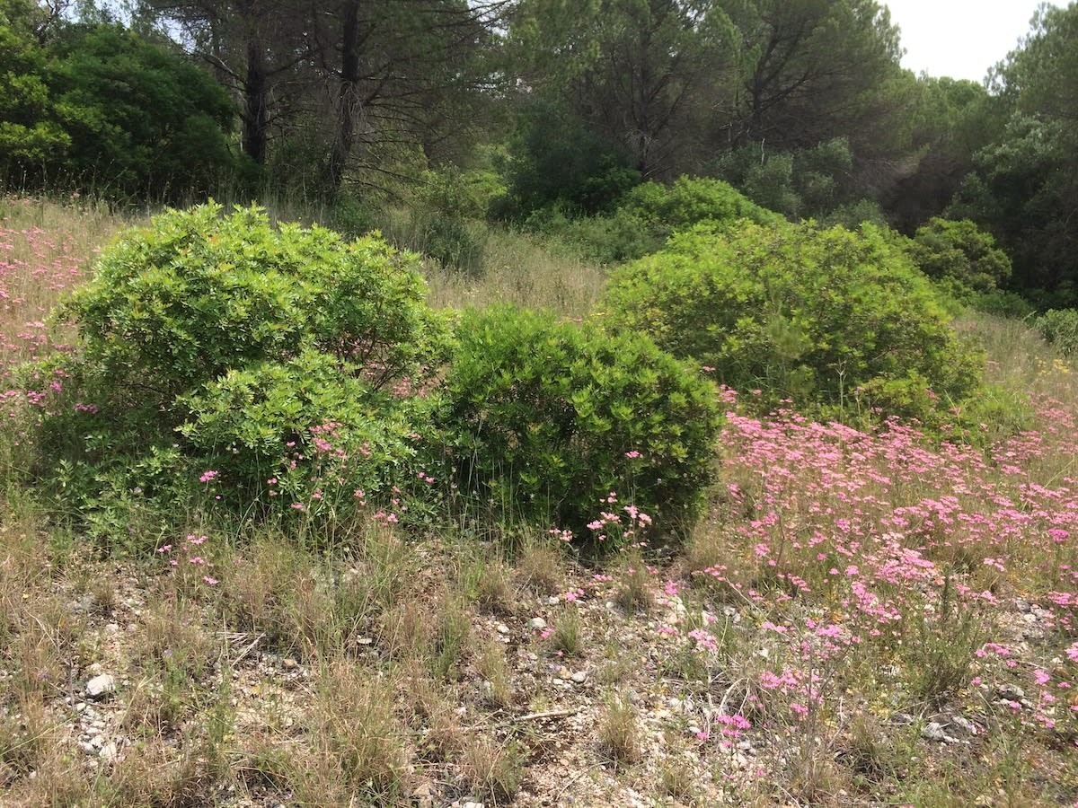 Clearing in pine woods, mastic and common centaury in the foreground, oaks in the background