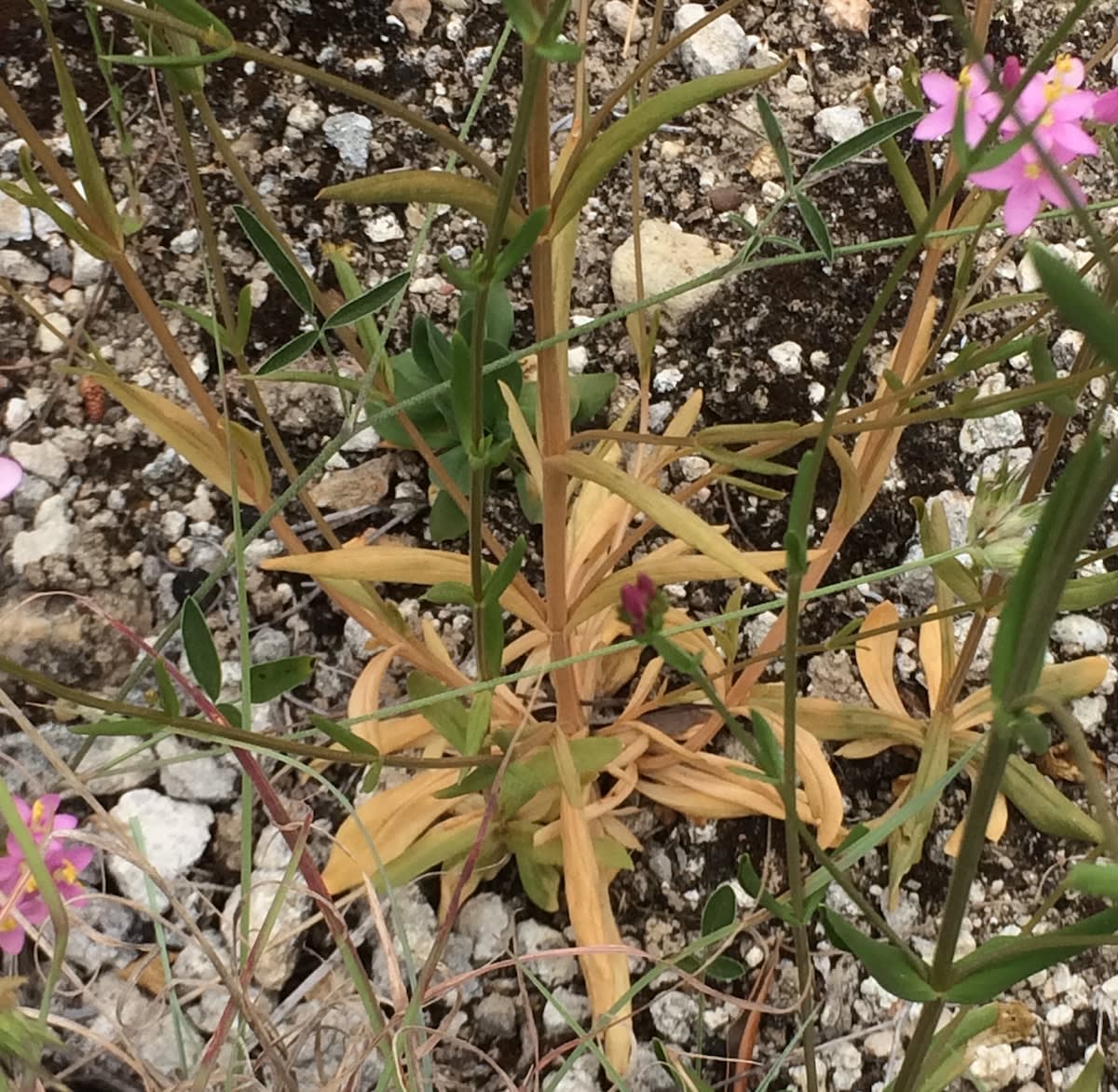 Dying and dead leaves of a common centaury