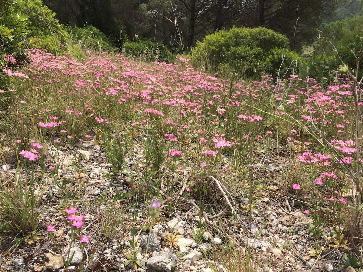 Common centaury in flower