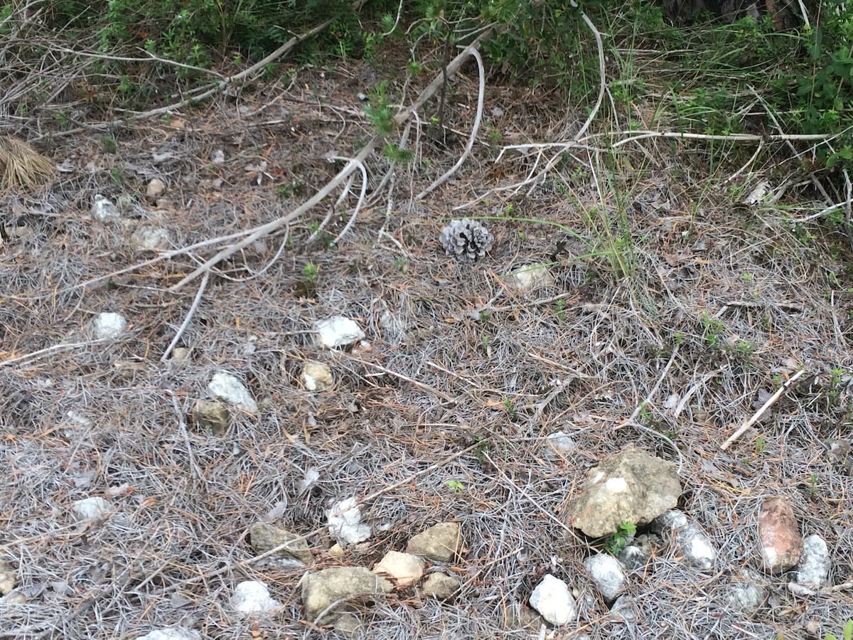 Pine needle litter