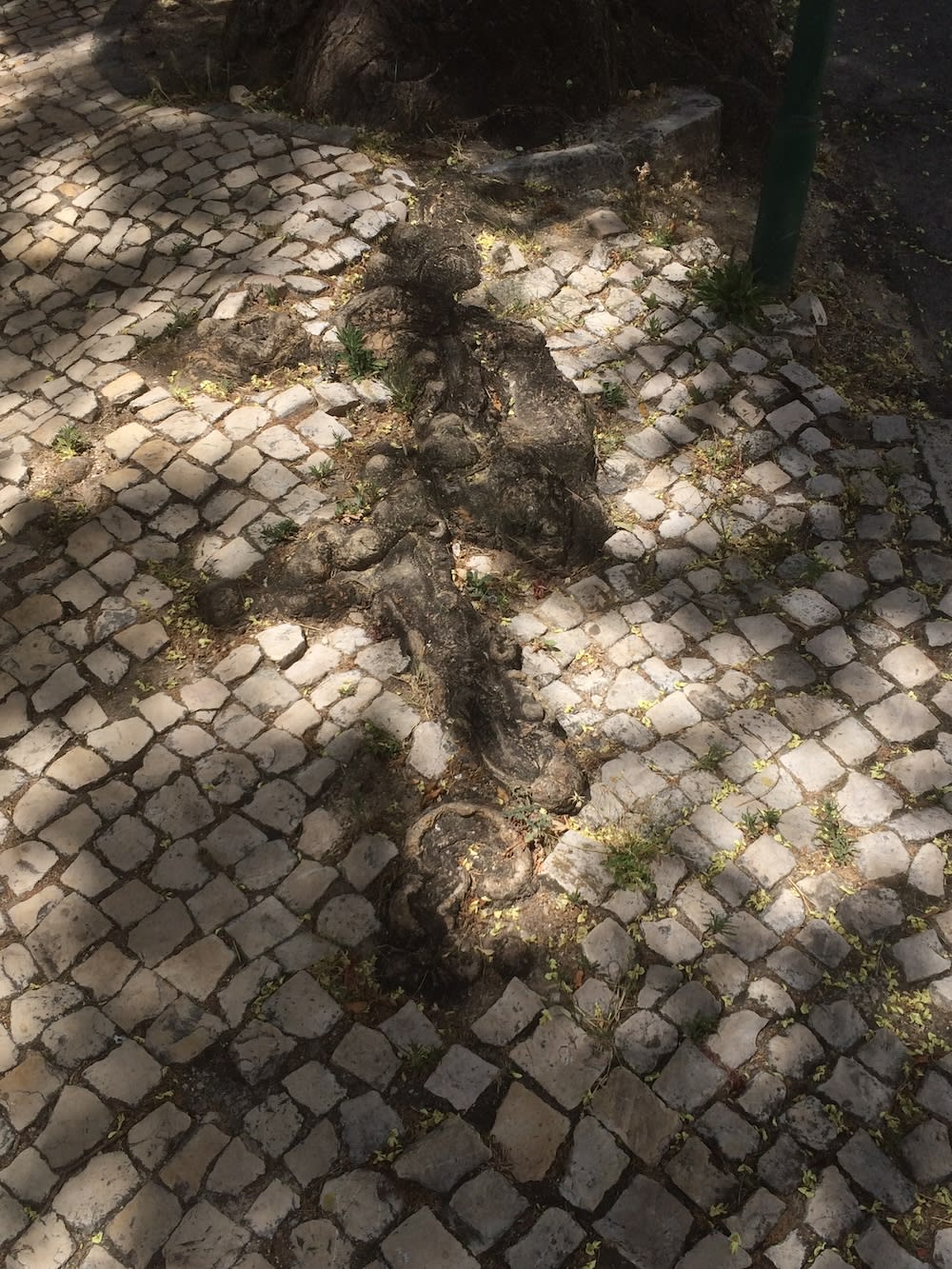 Roots breaking up a city pavement