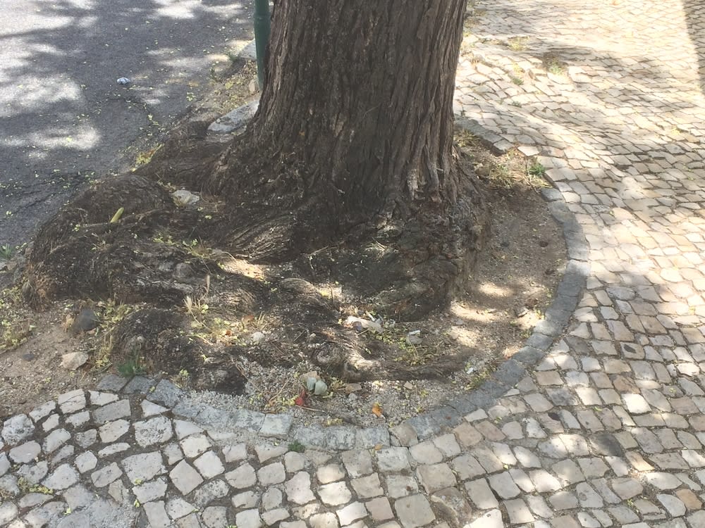 traditional caldeira