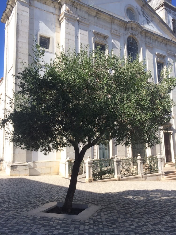Medium sized tree in front of the facade of a white church