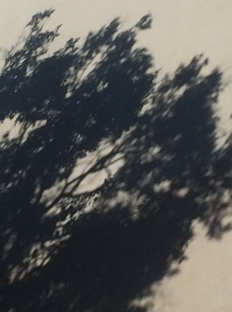 Tree privet, Rua da Arrábida