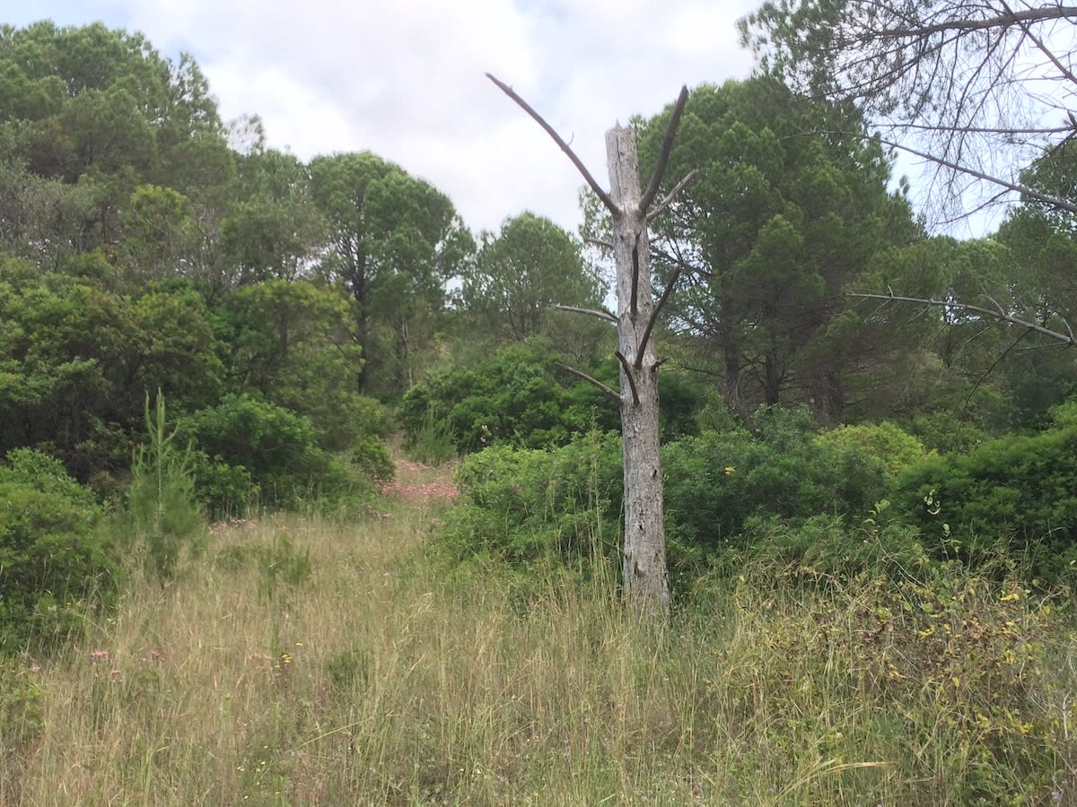 Dead pine at the centre of the clearing