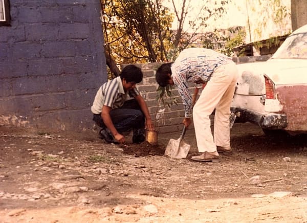 Plantando un árbol