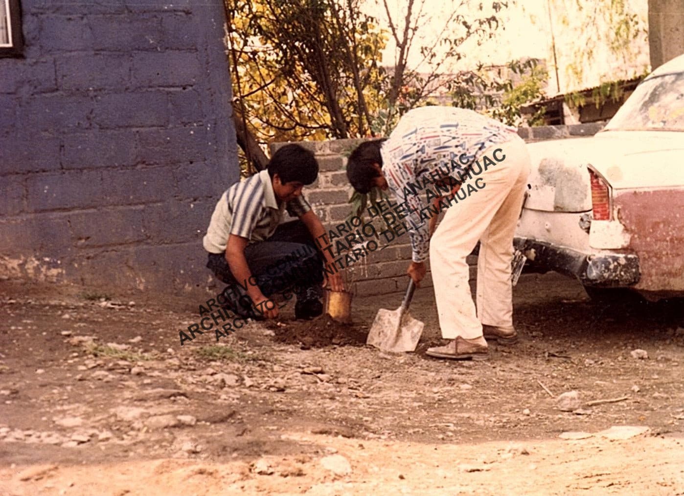 Plantando un árbol