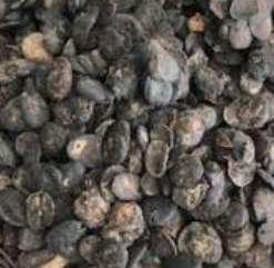 Locust Bean Ferment (Nigeria/Ghana - iru/dawadawa)