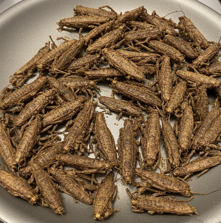Nsenene Fry (Uganda - grasshoppers)