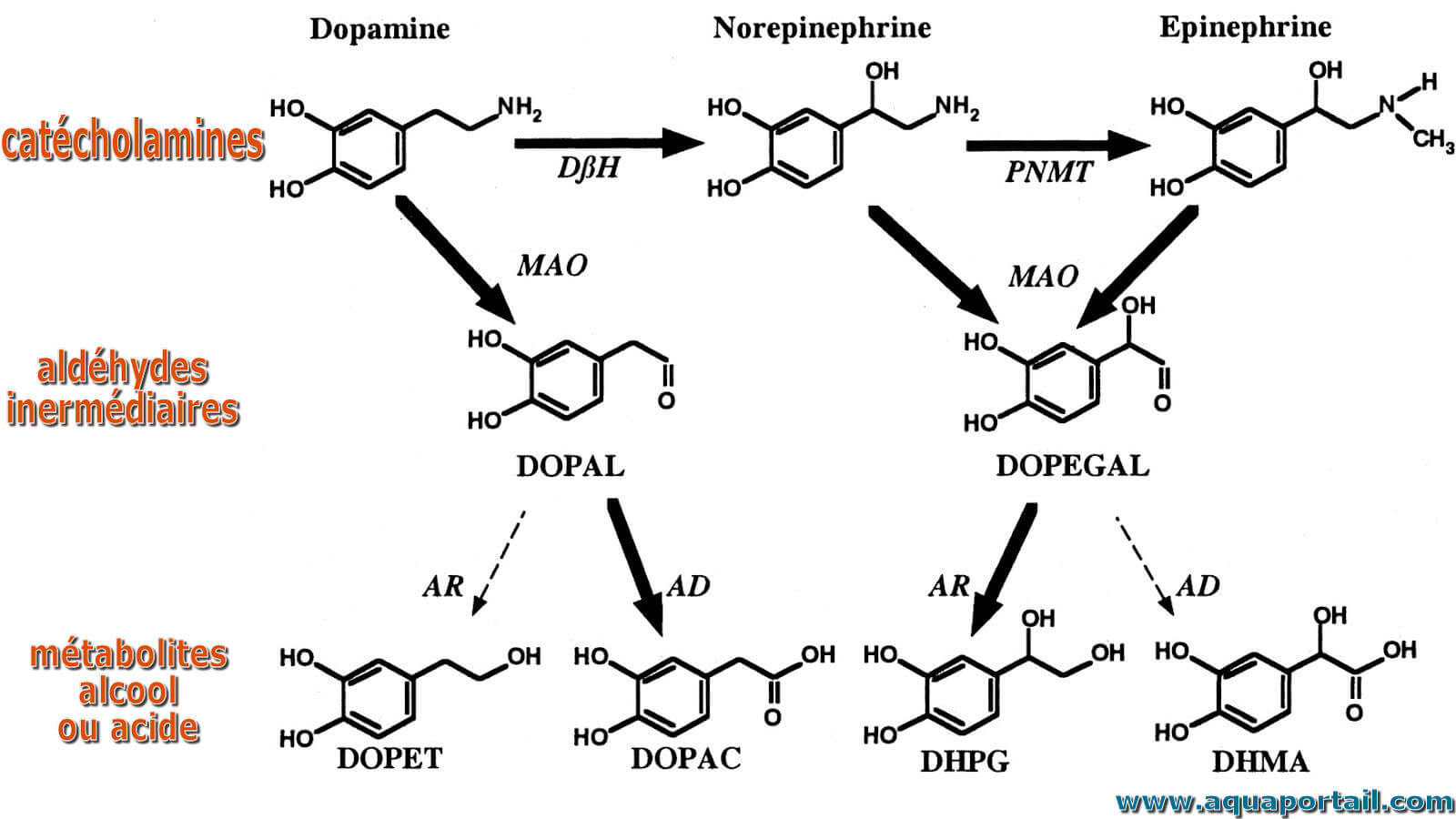 تعزيز الدوبامين طبيعيًا: NALT مقابل Mucuna Pruriens