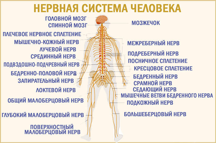 Нервы лечение форум