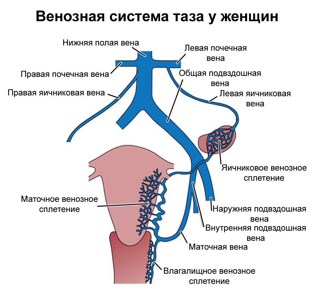 венозная сетка на груди беременность фото 52