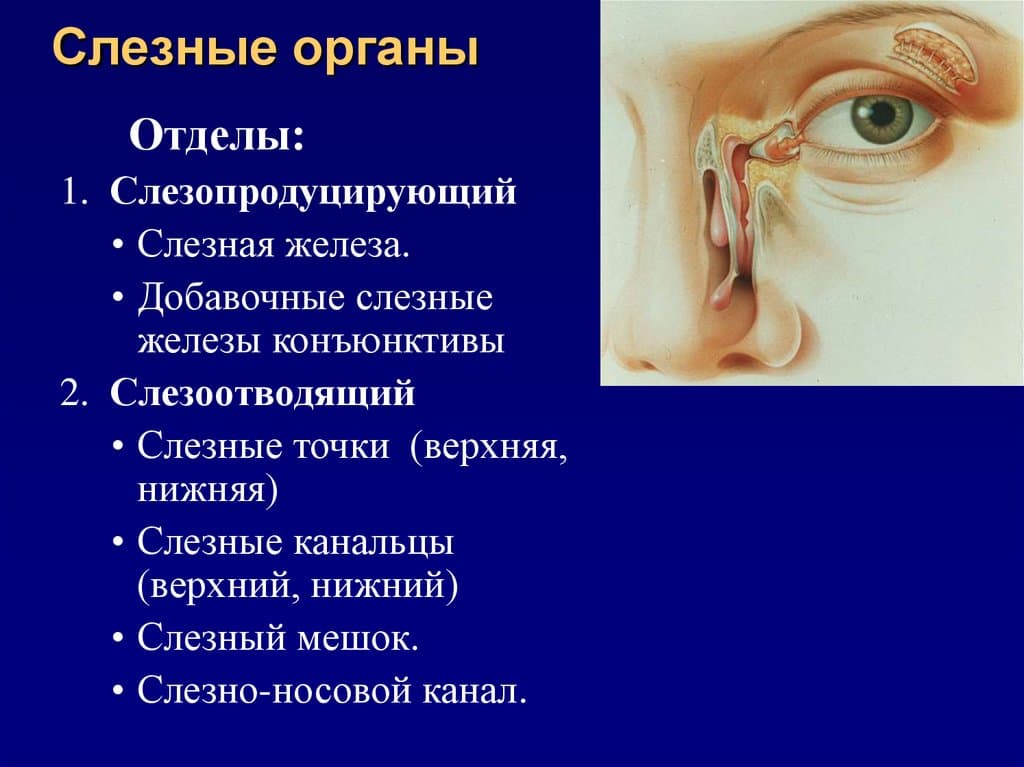 Железа глаза. Слезная железа и слезный канал функции. Строение глаза слезный мешок , железа. Слезные железы канальцы. Анатомия функции слезной железы.