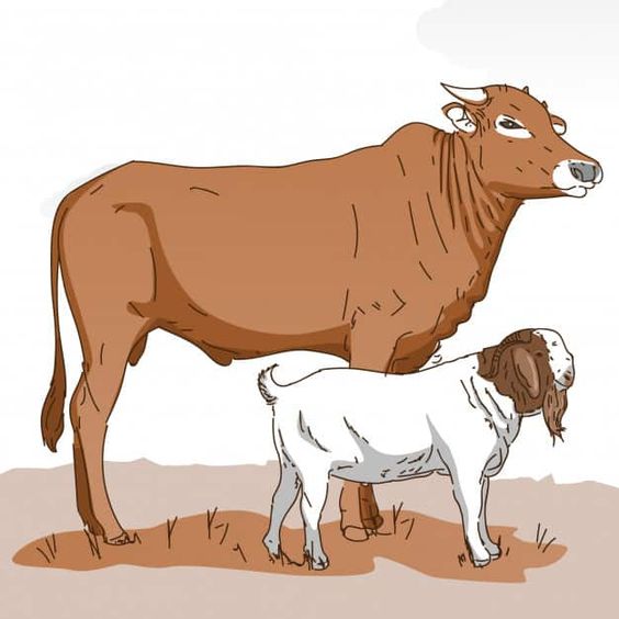 Aqiqah Dan Qurban