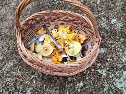 Лисички сошли с ума: где они еще растут в Нижегородской области в конце октября