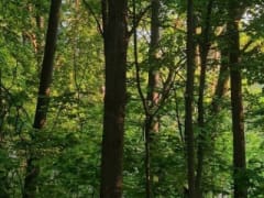 Нижегородцам напоминают о пожарной безопасности в условиях высокой пожароопасности
