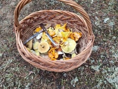 Лисички сошли с ума: где они еще растут в Нижегородской области в конце октября