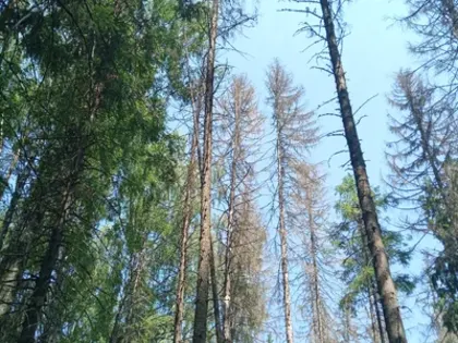 Лесопатологическая проверка в Нижегородской области