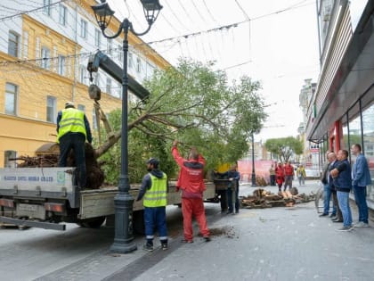 Яблони высадят на Большой Покровской