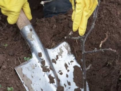 Новая аллея возле школы №13