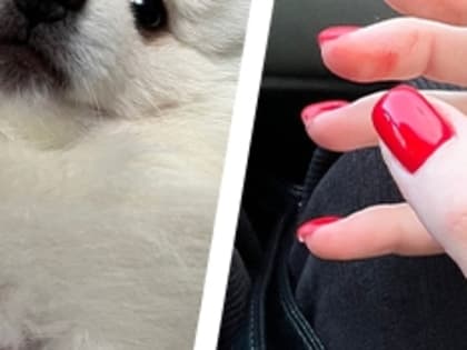 Бездомная собака напала на девушку с собакой в здании вокзала Нижнего Новгорода