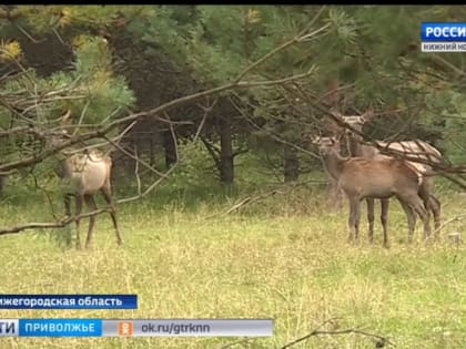 Косуль в Нижегородской области стало вдвое больше