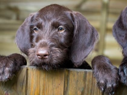 В Гагине осудили пьяного ЧОПовца, который застрелил собаку начальника ЛРР